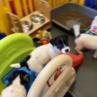 Lily, a female Jack Russell Terrier for sale in Blossom, TX – Photo 2 of 10