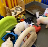 Lily, a female Jack Russell Terrier for sale in Blossom, TX – Photo 1 of 10