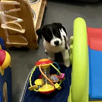 Lily, a female Jack Russell Terrier for sale in Blossom, TX – Photo 4 of 10