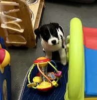 Lily, a female Jack Russell Terrier for sale in Blossom, TX – Photo 2 of 10