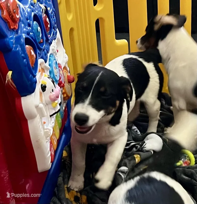 Lily – Jack Russell Terrier puppy for sale in Blossom, TX