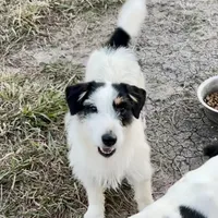 Lily, a female Jack Russell Terrier for sale in Blossom, TX – Photo 10 of 10