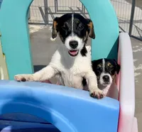 Lily, a female Jack Russell Terrier for sale in Blossom, TX – 2 of 10