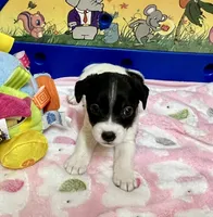 Lily, a female Jack Russell Terrier for sale in Blossom, TX – Photo 4 of 10