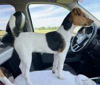 Freya/ Sale Pending, a female Jack Russell Terrier for sale in Blossom, TX – 2 of 10