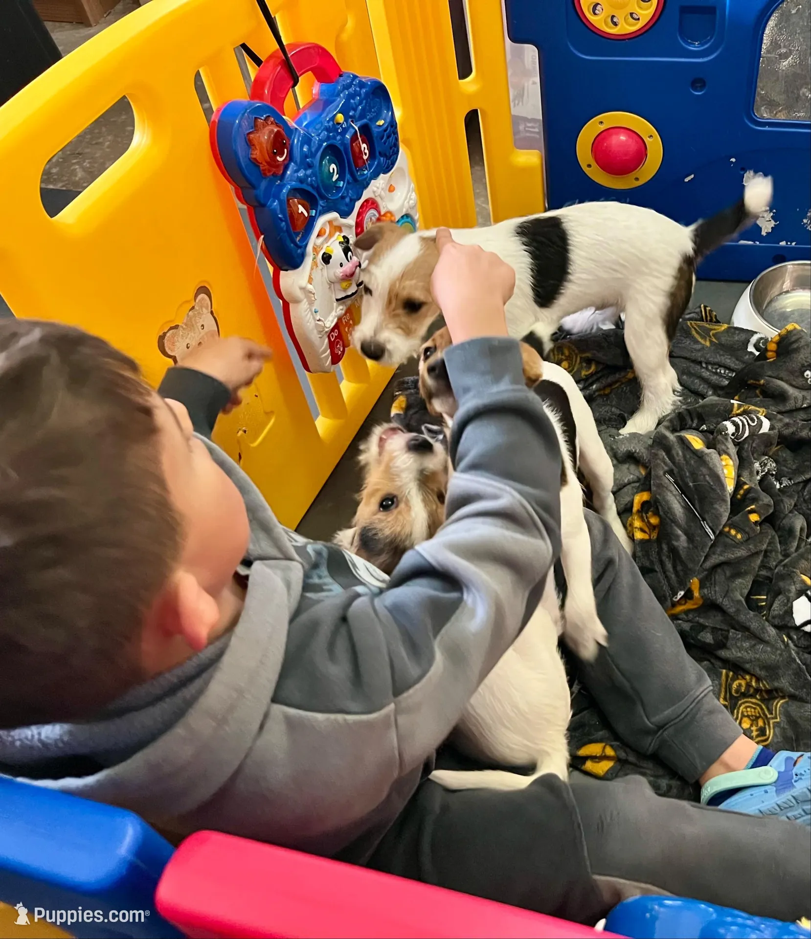 Little Bit, a female Jack Russell Terrier for sale in Blossom, TX – Photo 4 of 8