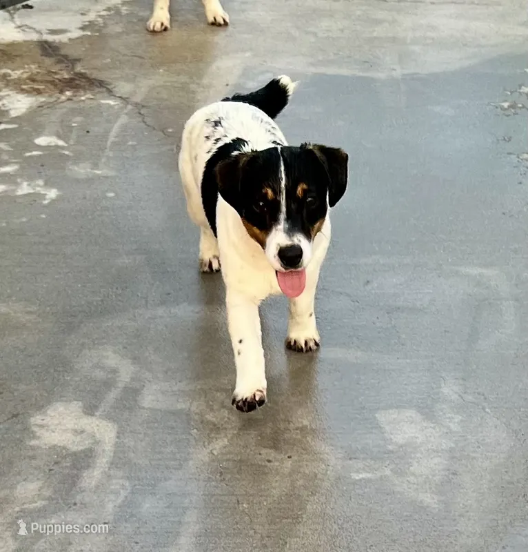 Ivy – Jack Russell Terrier puppy for sale in Blossom, TX