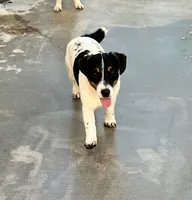 Ivy, a female Jack Russell Terrier for sale in Blossom, TX – 1 of 10
