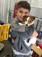 Sweet Pea, a female Jack Russell Terrier for sale in Blossom, TX – Photo 5 of 8