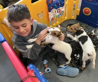 Sweet Pea, a female Jack Russell Terrier for sale in Blossom, TX – Photo 6 of 8