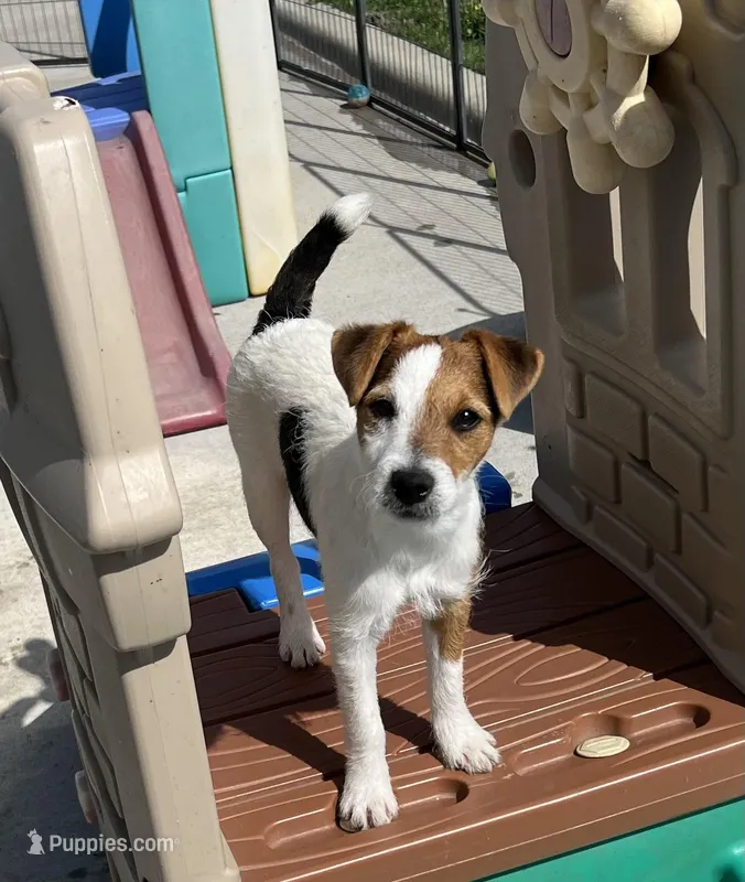 Sweet Pea – Jack Russell Terrier puppy for sale in Blossom, TX