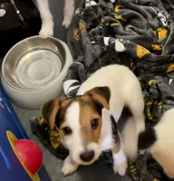 Sweet Pea, a female Jack Russell Terrier for sale in Blossom, TX – Photo 2 of 8