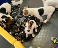 Sweet Pea, a female Jack Russell Terrier for sale in Blossom, TX – Photo 4 of 8