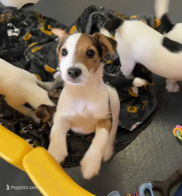 Sweet Pea – Jack Russell Terrier puppy for sale in Blossom, TX
