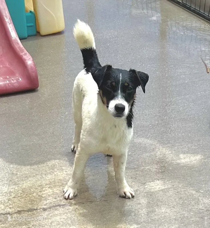 Lily – Jack Russell Terrier puppy for sale in Blossom, TX