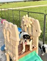 Rose, a female Jack Russell Terrier for sale in Blossom, TX – 3 of 10