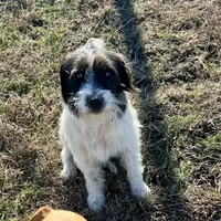 Waylon, a male Jack Russell Terrier for sale in Blossom, TX – Photo 10 of 10