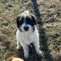 Waylon, a male Jack Russell Terrier for sale in Blossom, TX – Photo 7 of 7