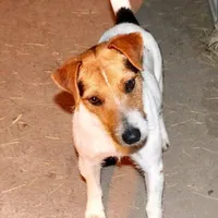 Waylon, a male Jack Russell Terrier for sale in Blossom, TX – Photo 9 of 10