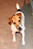 Waylon, a male Jack Russell Terrier for sale in Blossom, TX – Photo 6 of 7