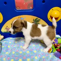 Waylon, a male Jack Russell Terrier for sale in Blossom, TX – Photo 8 of 10