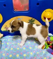 Waylon, a male Jack Russell Terrier for sale in Blossom, TX – Photo 5 of 7