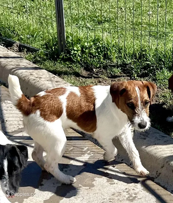 Waylon – Jack Russell Terrier puppy for sale in Blossom, TX