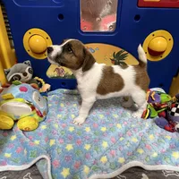 Waylon, a male Jack Russell Terrier for sale in Blossom, TX – Photo 6 of 10