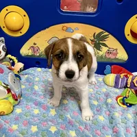 Waylon, a male Jack Russell Terrier for sale in Blossom, TX – Photo 7 of 10