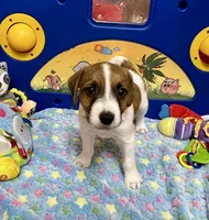 Waylon, a male Jack Russell Terrier for sale in Blossom, TX – Photo 4 of 7