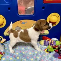 Waylon, a male Jack Russell Terrier for sale in Blossom, TX – Photo 5 of 10