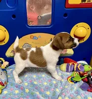 Waylon, a male Jack Russell Terrier for sale in Blossom, TX – Photo 2 of 7