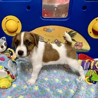 Waylon, a male Jack Russell Terrier for sale in Blossom, TX – Photo 4 of 10