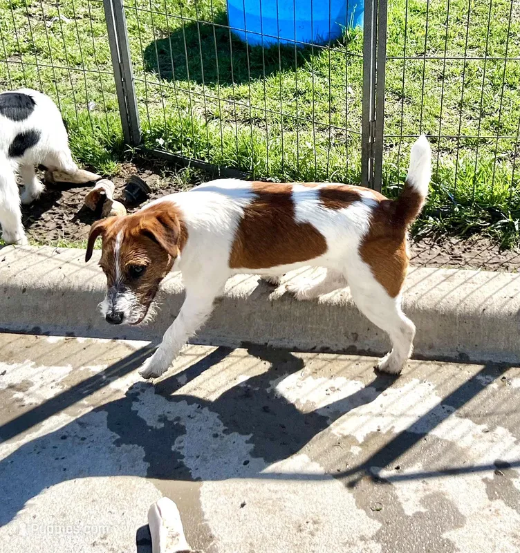 Waylon – Jack Russell Terrier puppy for sale in Blossom, TX