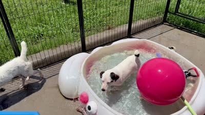 Winter - Shorty, a female Jack Russell Terrier for sale in Blossom, TX – 10 of 10