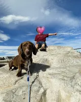 Cocoa, a female Miniature Dachshund for sale in Greeley, CO – Photo 1 of 4