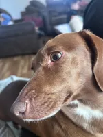 Cocoa, a female Miniature Dachshund for sale in Greeley, CO – Photo 3 of 4