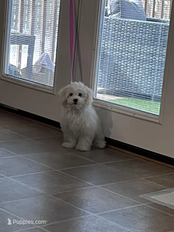 Winter – Maltese, Shih Tzu puppy for sale in Richmond, VA