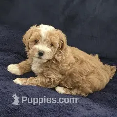 El Elegante – Maltipoo puppy for sale in West Covina, CA
