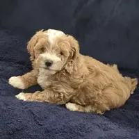 El Elegante, a male Maltipoo for sale in West Covina, CA – 1 of 1