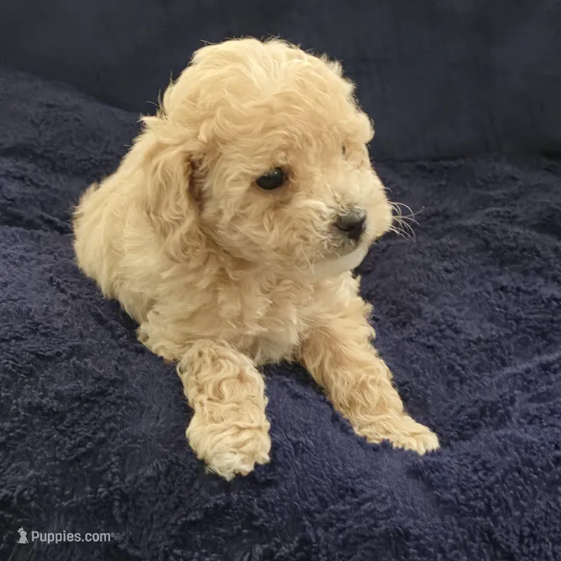 Guera – Maltipoo puppy for sale in West Covina, CA