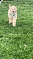 Milo, a male Goldendoodle for sale in Leola, PA – 2 of 7