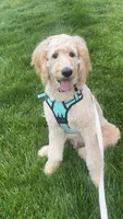 Milo, a male Goldendoodle for sale in Leola, PA – 1 of 7