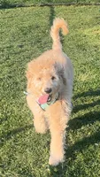 Milo, a male Goldendoodle for sale in Leola, PA – 4 of 7