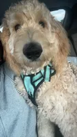 Milo, a male Goldendoodle for sale in Leola, PA – 5 of 7