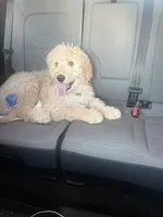 Milo, a male Goldendoodle for sale in Leola, PA – 7 of 7