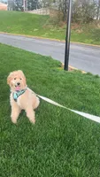 Milo, a male Goldendoodle for sale in Leola, PA – 3 of 7