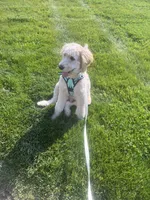 Milo, a male Goldendoodle for sale in Leola, PA – 6 of 7