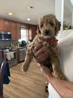 Red , a female Miniature Goldendoodle for sale in Beltsville, MD – Photo 2 of 3
