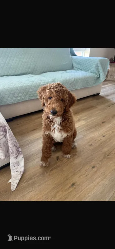 Scout  – Miniature Goldendoodle puppy for sale in Beltsville, MD